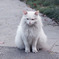 ねこ