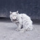 ねこ