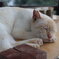 ひるねこ