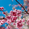 蒼と桜