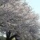 散歩桜