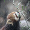 雪とレッサーパンダ