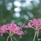 「Lycoris」