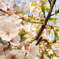 sakura