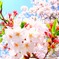 Cherry tree