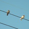 電線に鳩