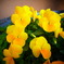 黄パンジー