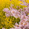 さくらと菜の花
