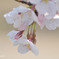 sakura 2011