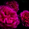 薔薇