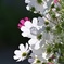 花滝