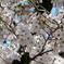 桜・咲く