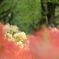 曼珠沙華