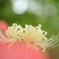 白い曼珠沙華