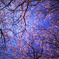 桜空