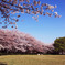 桜傘