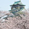 桜　大阪城　