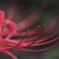 彼岸花が咲き始めました