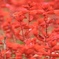 燃える花