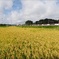 田園風景