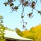 龍宝寺