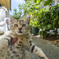 仔猫