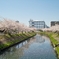 2011年04月13日　船橋市 海老川 桜01
