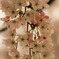 cherry1