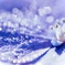 9月の紫陽花　その３