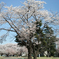 2011稲荷山公園桜1