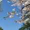 2011稲荷山公園桜2