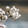 桜2011-1