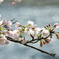 桜2011-2