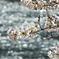 桜2011-3