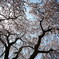 桜2011-4
