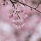 201100403_Sakura016