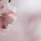 201100403_Sakura024