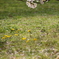201100410_Sakura012