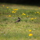 201100410_Sakura002