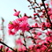 濃赤菊花桃