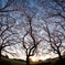 The Sakura Sky Ⅱ