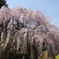 257桜