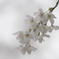 桜-06