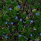 Blue flower