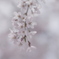 　しだれ桜