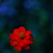 IMGP0496