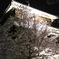 夜桜