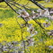 桜と菜の花