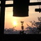 夕日と桜と梵鐘