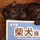 柴犬専用